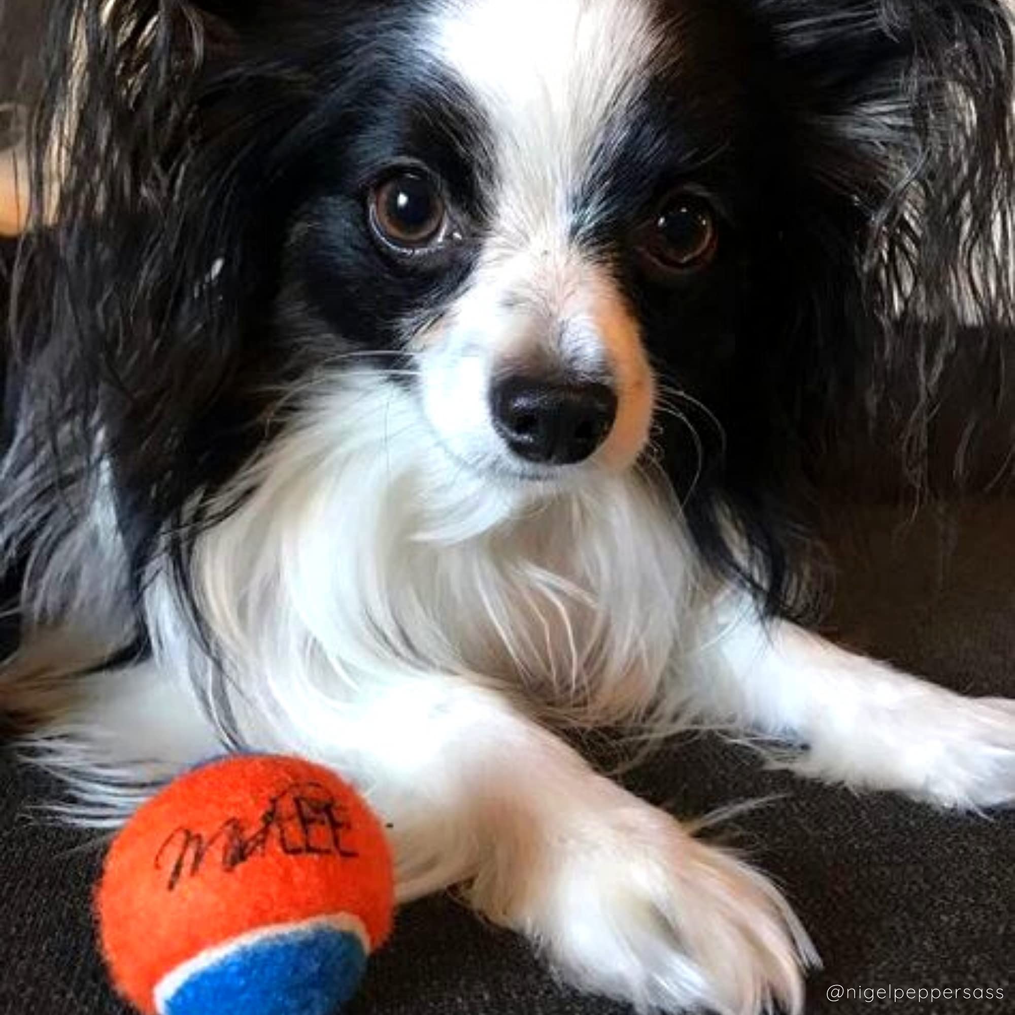 Midlee squeaky mini tennis ball bright orange blue easy to spot in yard