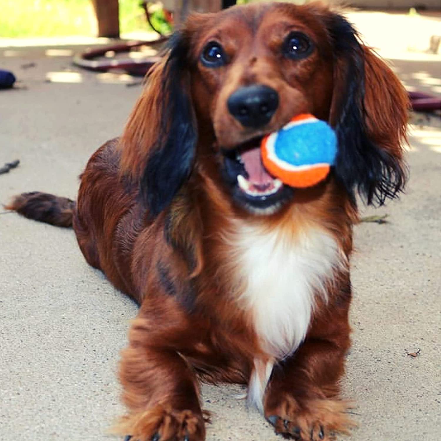 Midlee squeaky mini tennis ball fits automatic ball launchers for convenient games