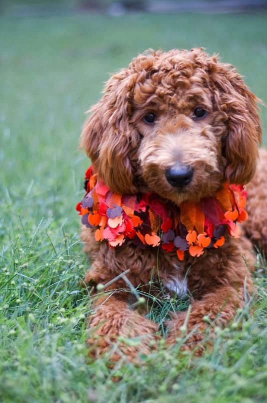 Midlee turkey decorative dog collar large photoshoot accessory.