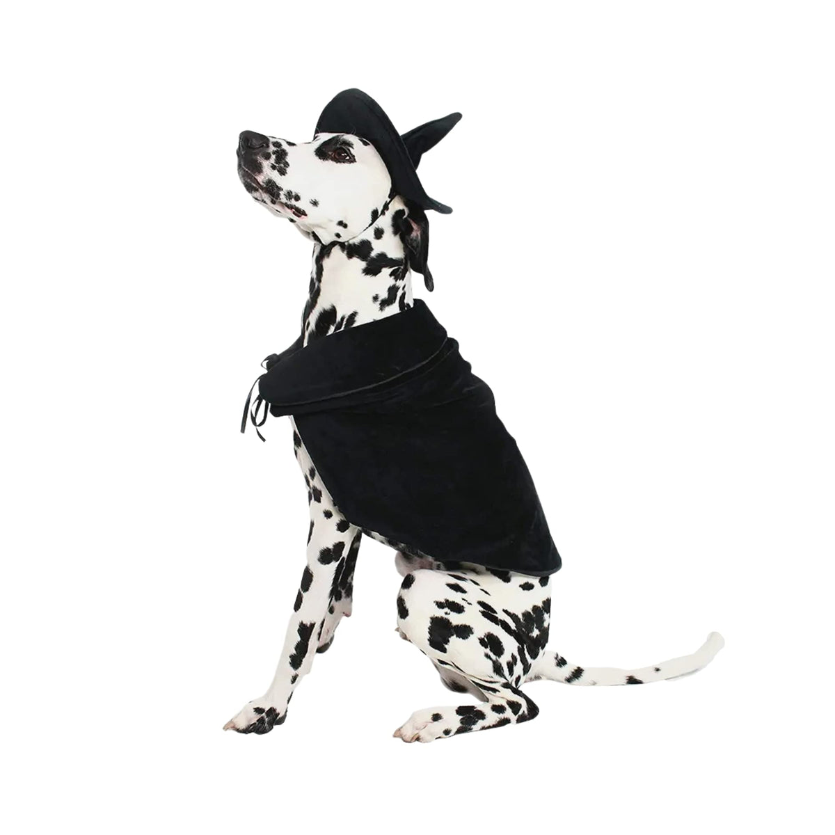 Midlee Witch Cape Hat Dog Costume XXL full outfit for Halloween dress-up