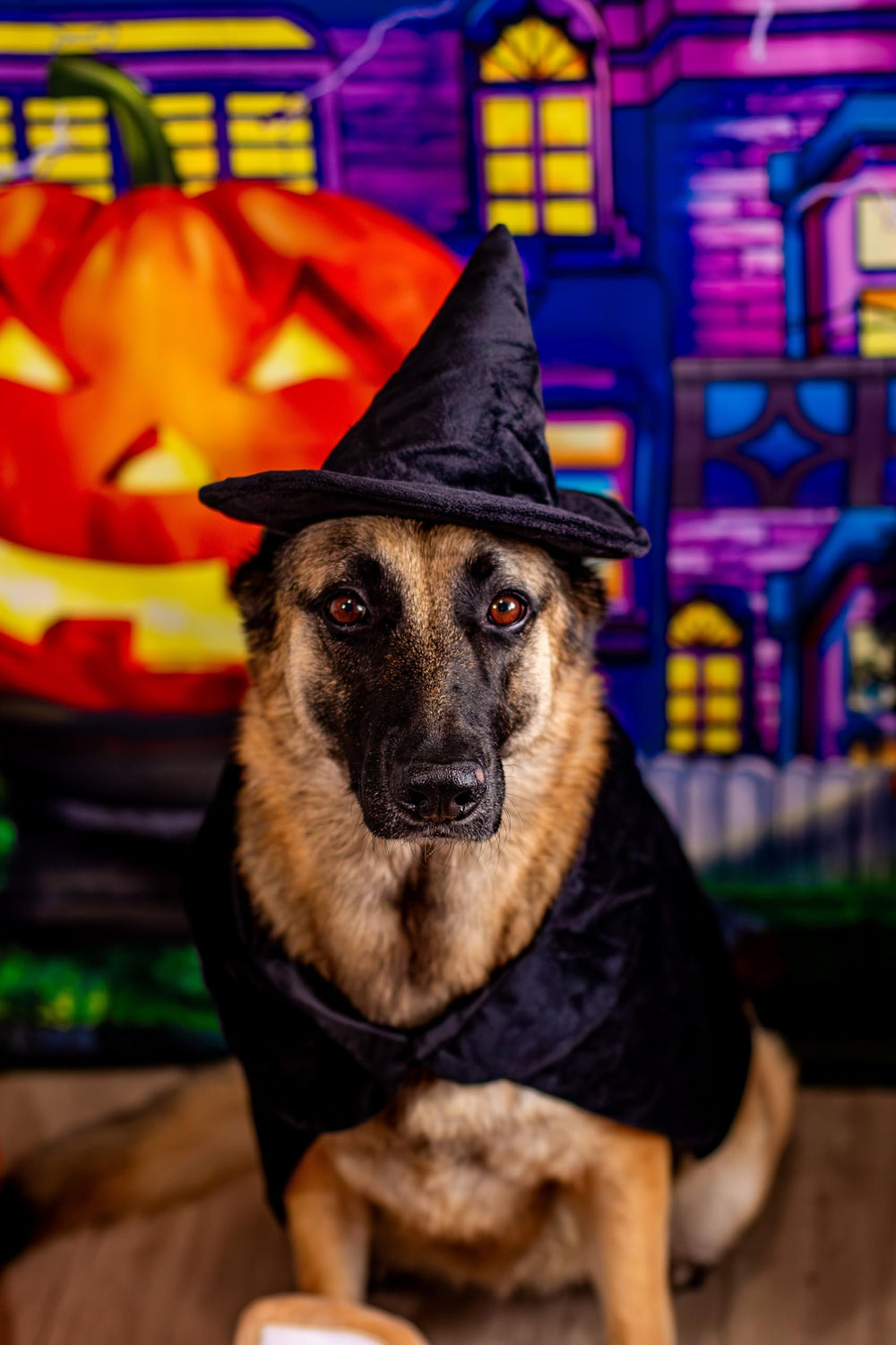 Midlee Witch Cape on a dog shows Velcro front closure for easy on/off