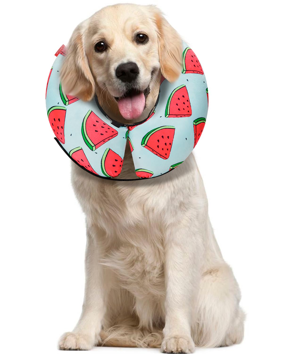 MIDOG inflatable donut cone on a recovering dog provides gentle protection.