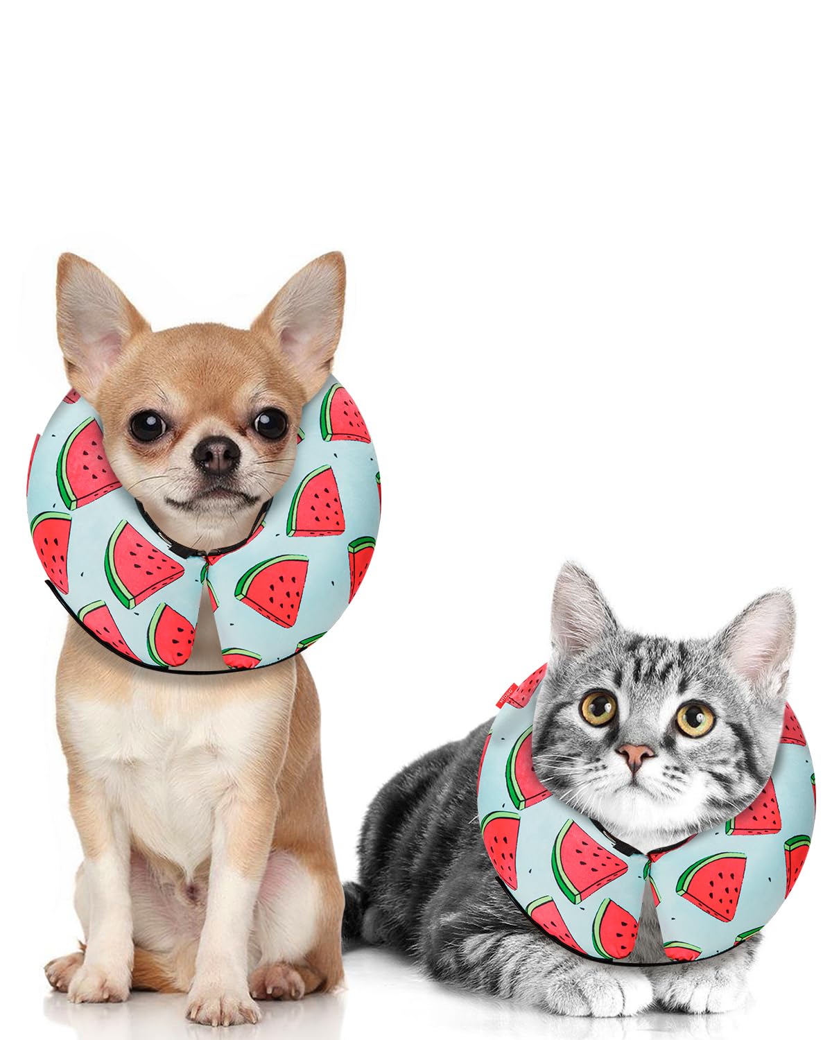 MIDOG inflatable donut cone on a dog protects wounds with soft, comfortable recovery support.
