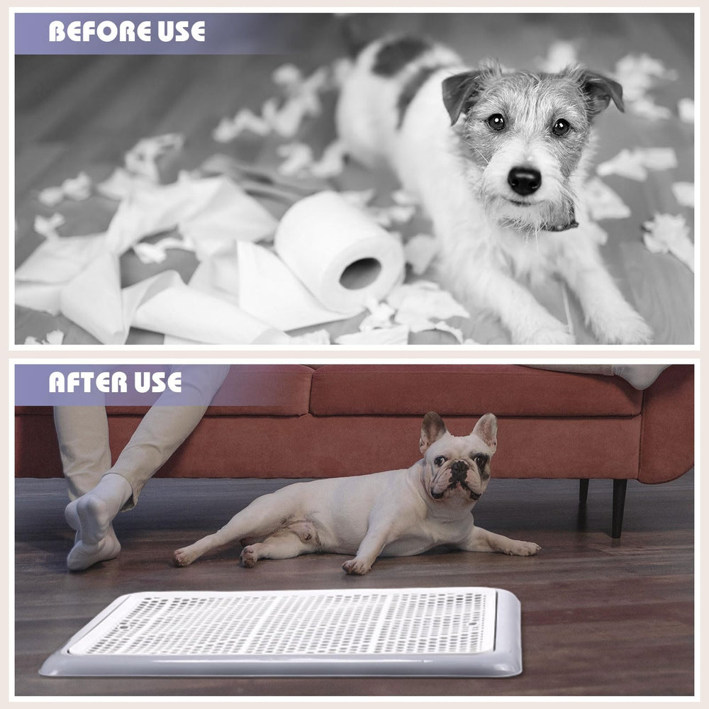 Mifoci low-entry design supports easy access for small or injured pets