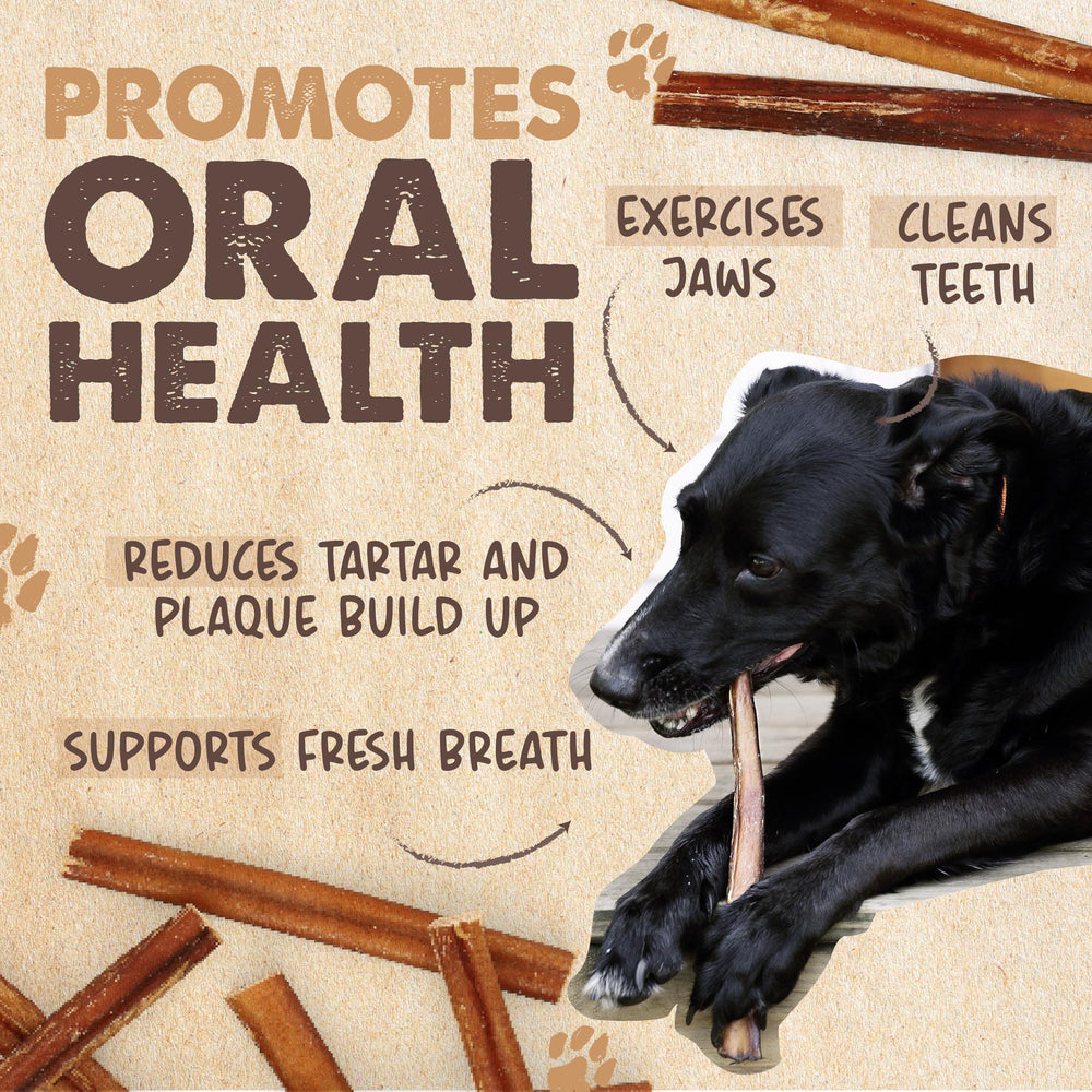 Dog chewing vigorously on Mighty Paw 12-inch bully stick