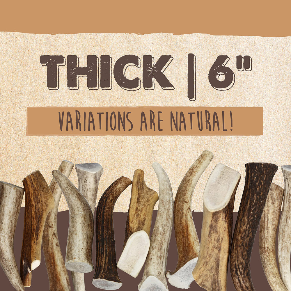 Mighty Paw elk antlers close-up—naturally shed, low-odor chew for dental health.