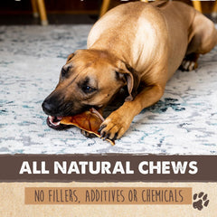 Mighty Paw half pig ears dogs eating captures moments of calm, stress-relief snacking during playtime.