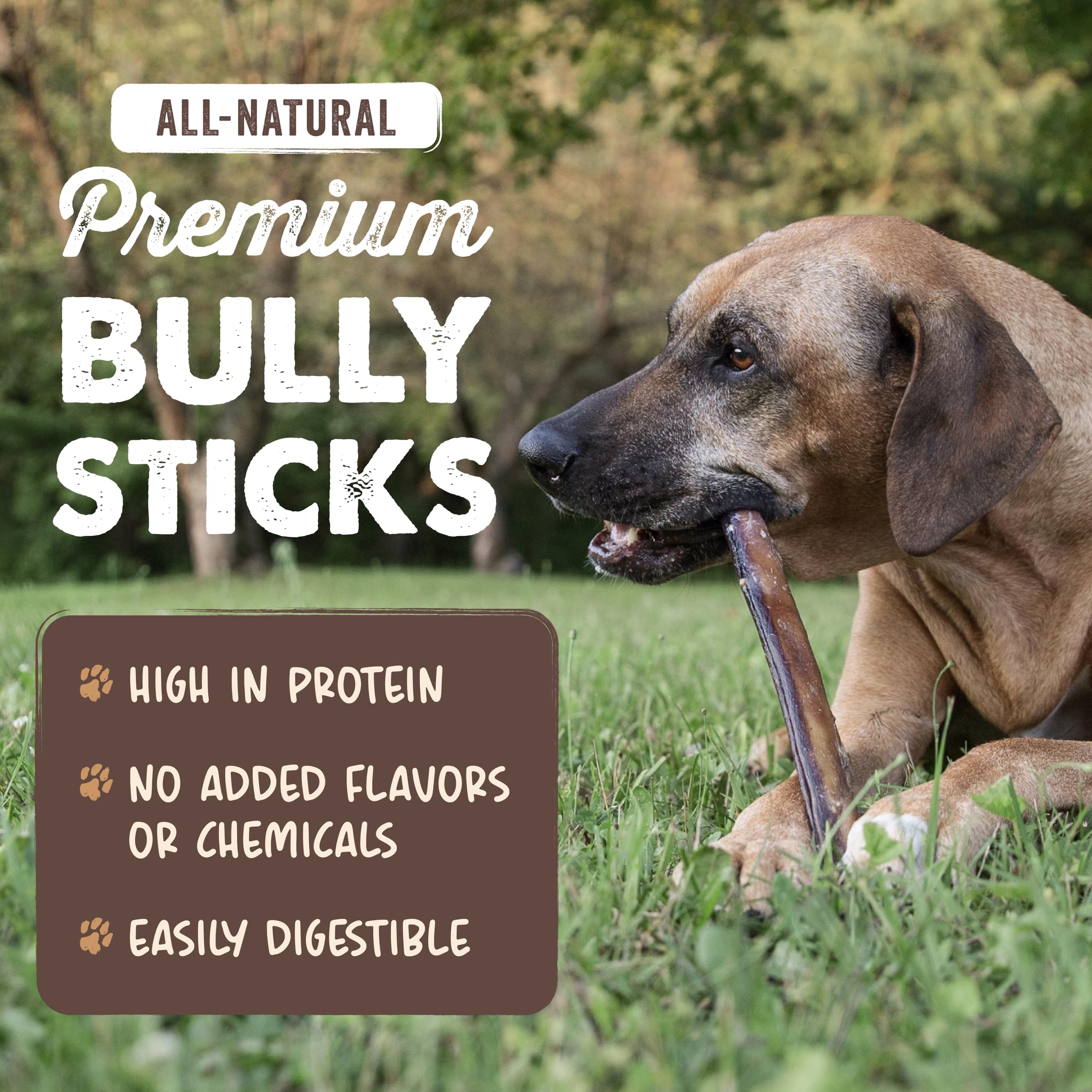 Mighty Paw long lasting 6-inch bully-stick chew for medium dogs, curb couch chewing