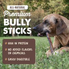 Mighty Paw long lasting 6-inch bully-stick chew for medium dogs, curb couch chewing
