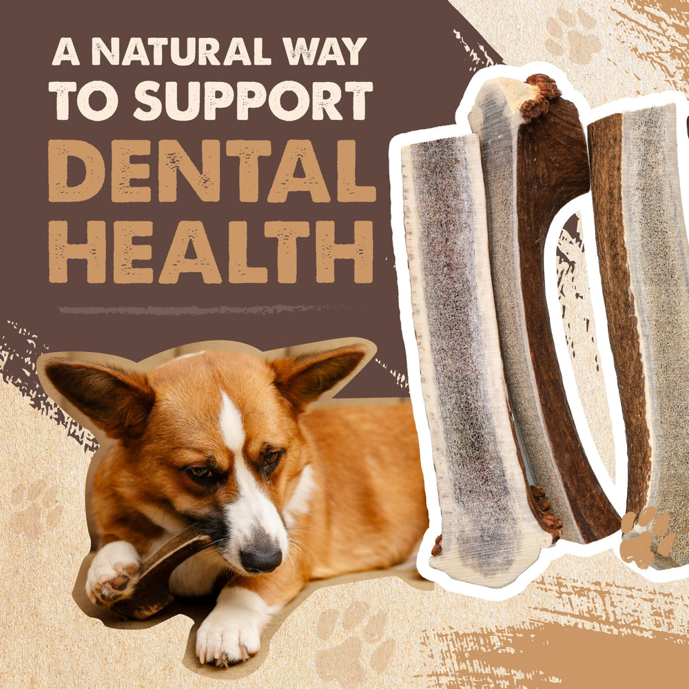 Mighty Paw long-lasting elk antler promotes extended engagement and reduces boredom.