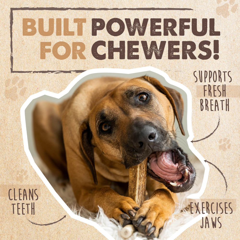 Mighty Paw low-odor elk antler chew minimizes smells during chewing.