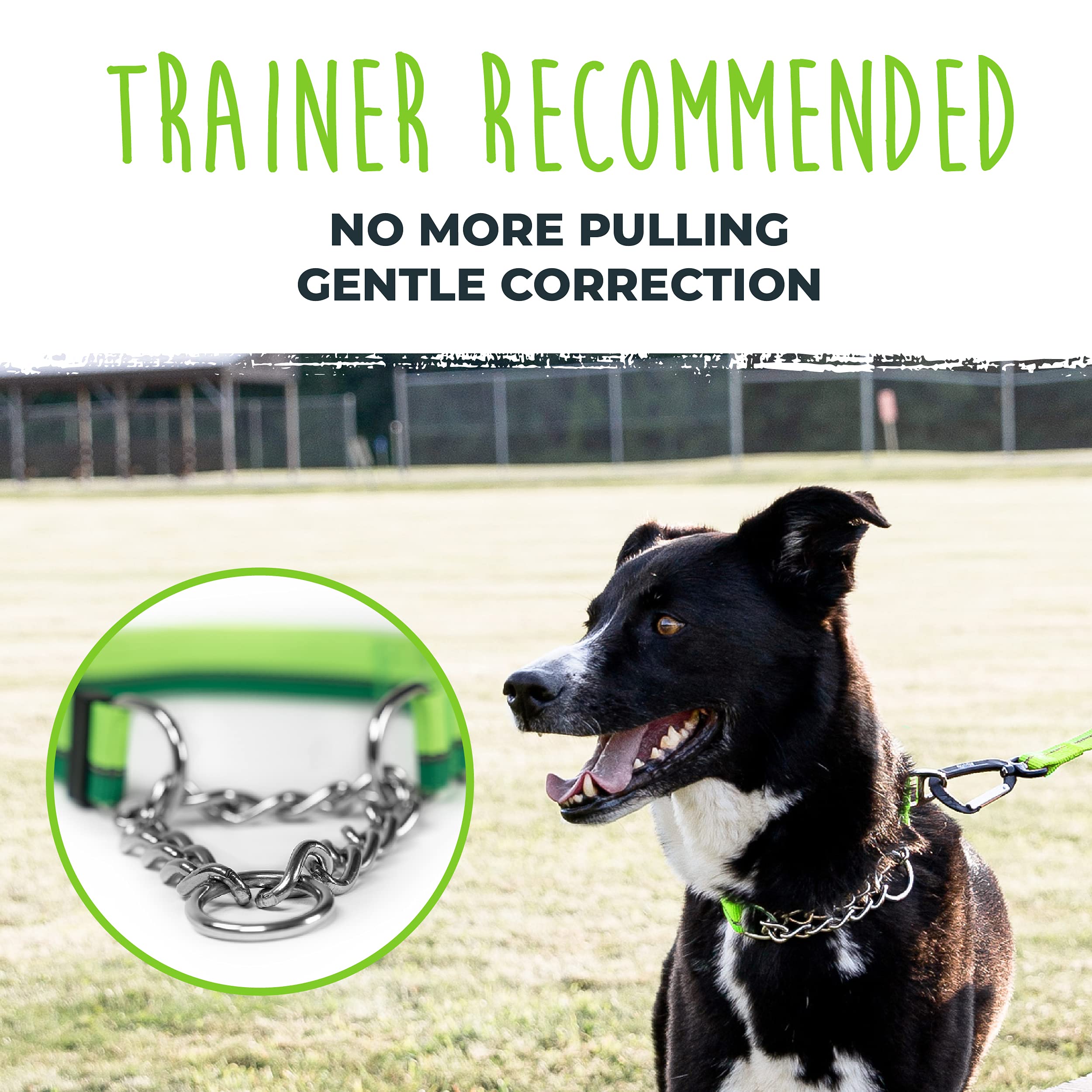 Mighty Paw Martingale Collar 2.0 stainless chain detail on durable collar