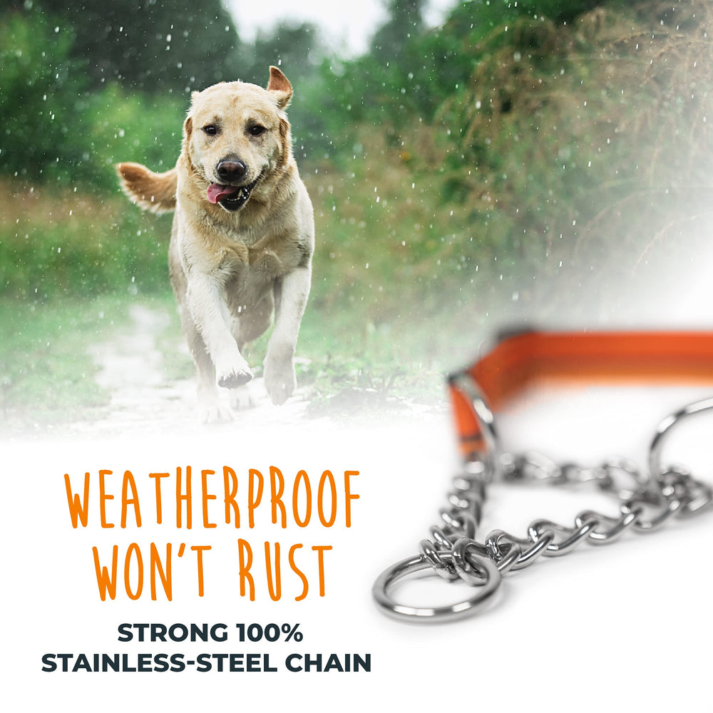 Mighty Paw martingale collar reduces pulling through gentle tension guidance.