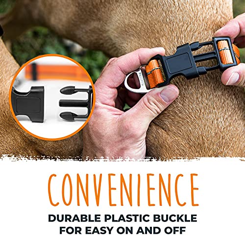 Mighty Paw Martingale Collar in orange increases visibility and style.