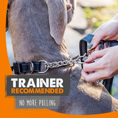 Mighty Paw martingale collar sizing chart shows sizes for small to large dogs during fittings.