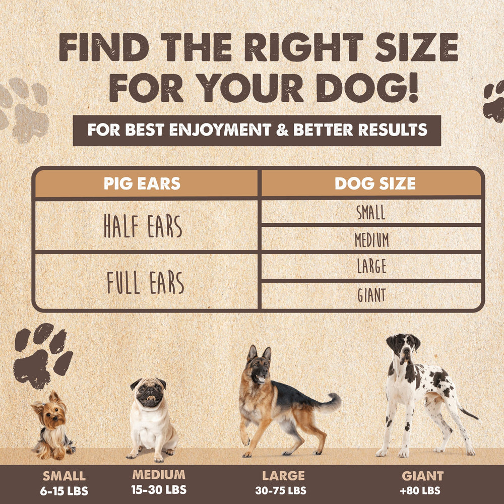 Mighty Paw Pig Ears Dog Chew Action — stress-relief snack during playtime.