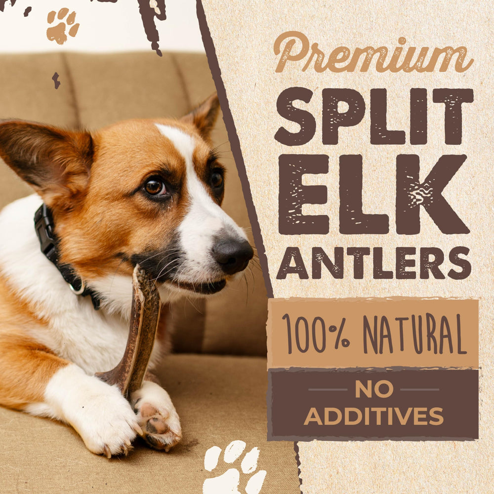 Mighty Paw seven-inch elk antler dog chew highlights size for medium to large dogs.