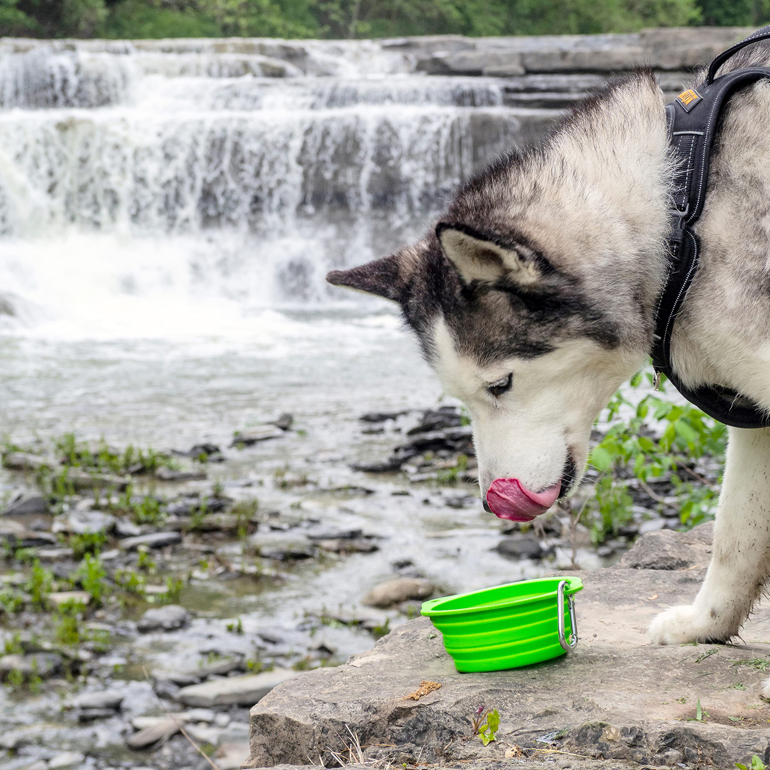 Mighty Paw Travel Dog Bowl Set US-born brand from Rochester, NY.