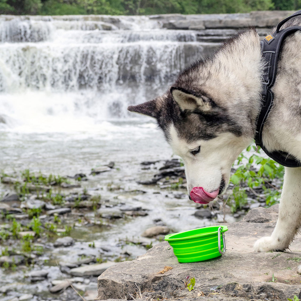 Mighty Paw Travel Dog Bowl Set US-born brand from Rochester, NY.