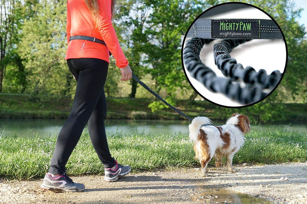 Mighty Paw weather-resistant nylon gear gray stands up to daily use.