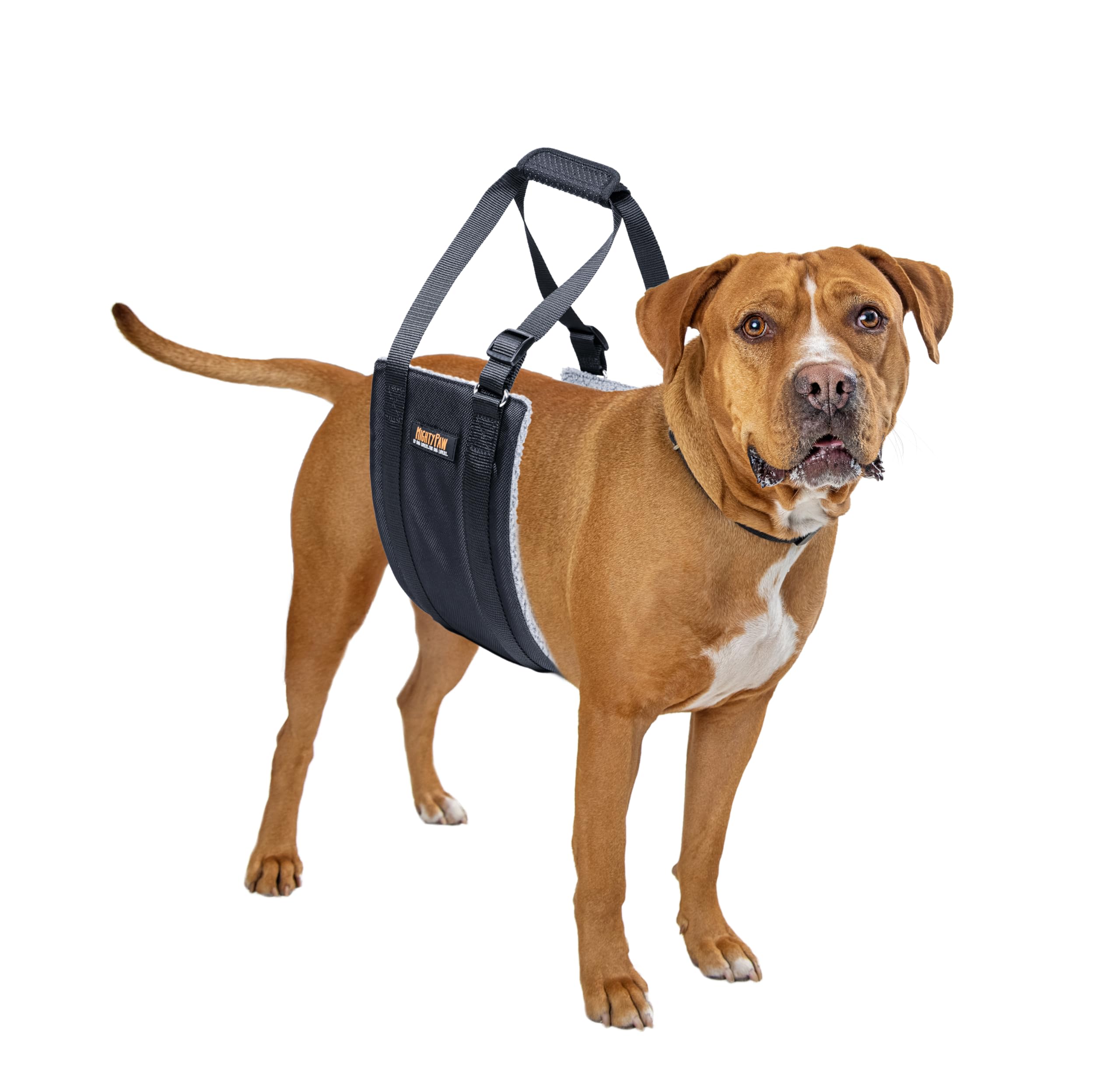 Mighty Paw Dog Lift Harness hind leg support helps small dogs stay mobile