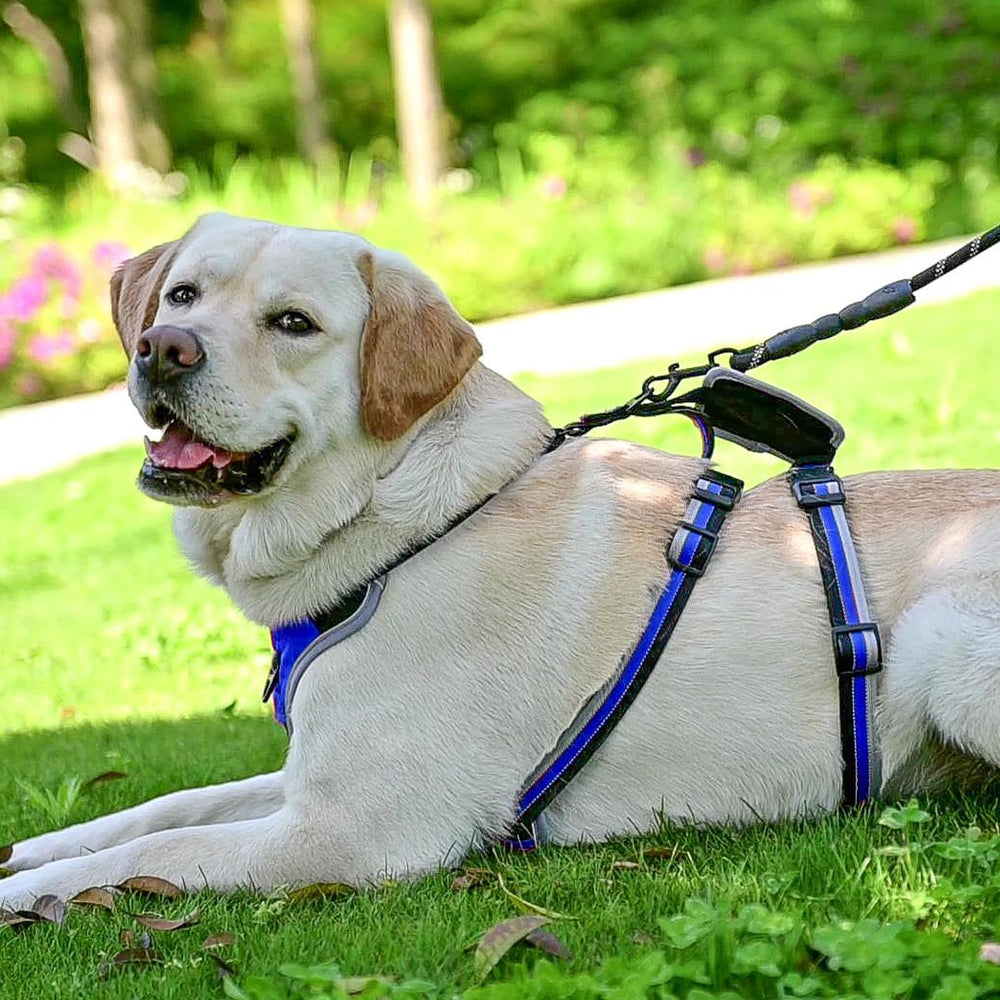 Mihachi harness back handle provides quick grip when navigating street crossings
