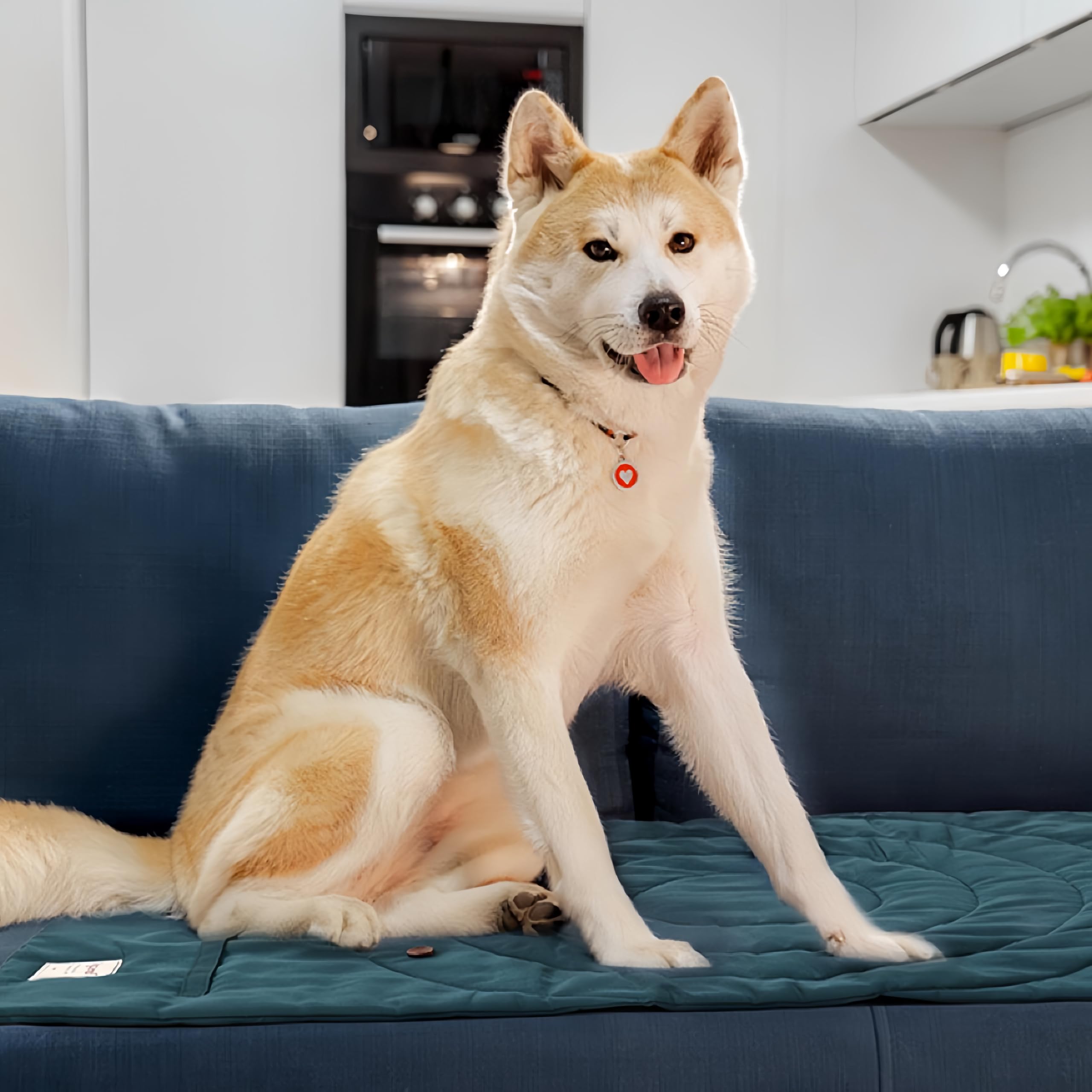 MikooMikoo dog travel mat yellow machine washable for easy cleaning.