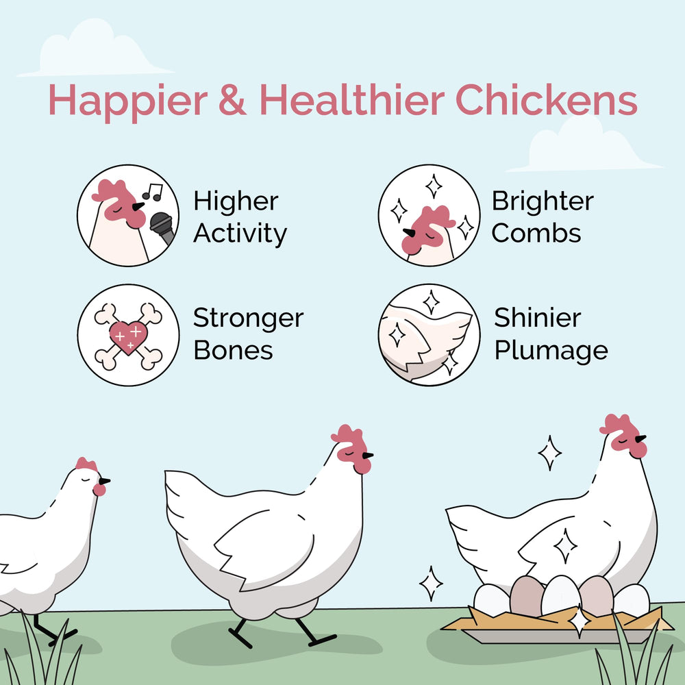 Mile Four Organic Chicken Feed 18% protein close-up supports healthy growth and steady egg production