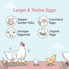 Mile Four Organic Chicken Feed non-GMO bags emphasizing corn-free, soy-free formulation.