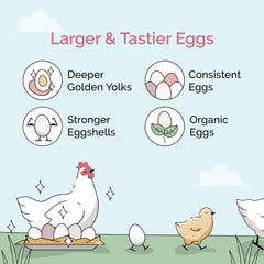 Mile Four Organic Chicken Feed is USA grown on family farms for local sourcing