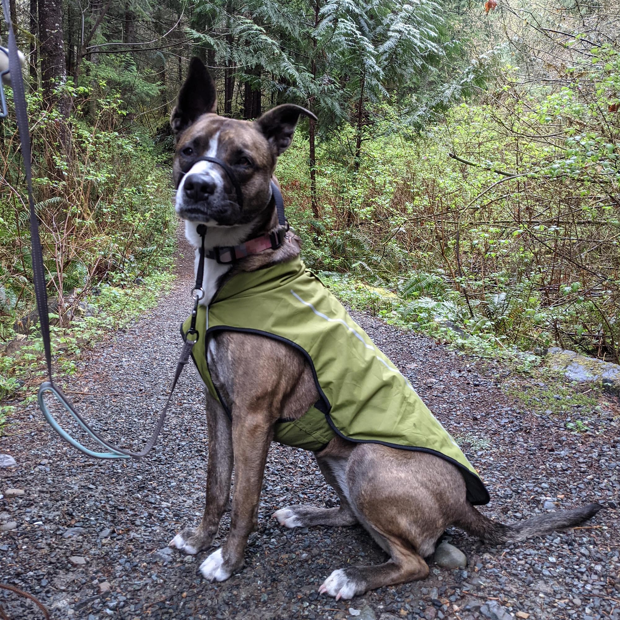 Mile High Life dog raincoat full-coverage fit suitable for many breeds.