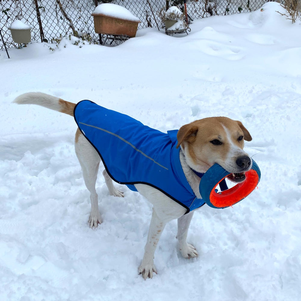 Mile High Life packaging image displays ready-to-gift dog raincoat presentation.