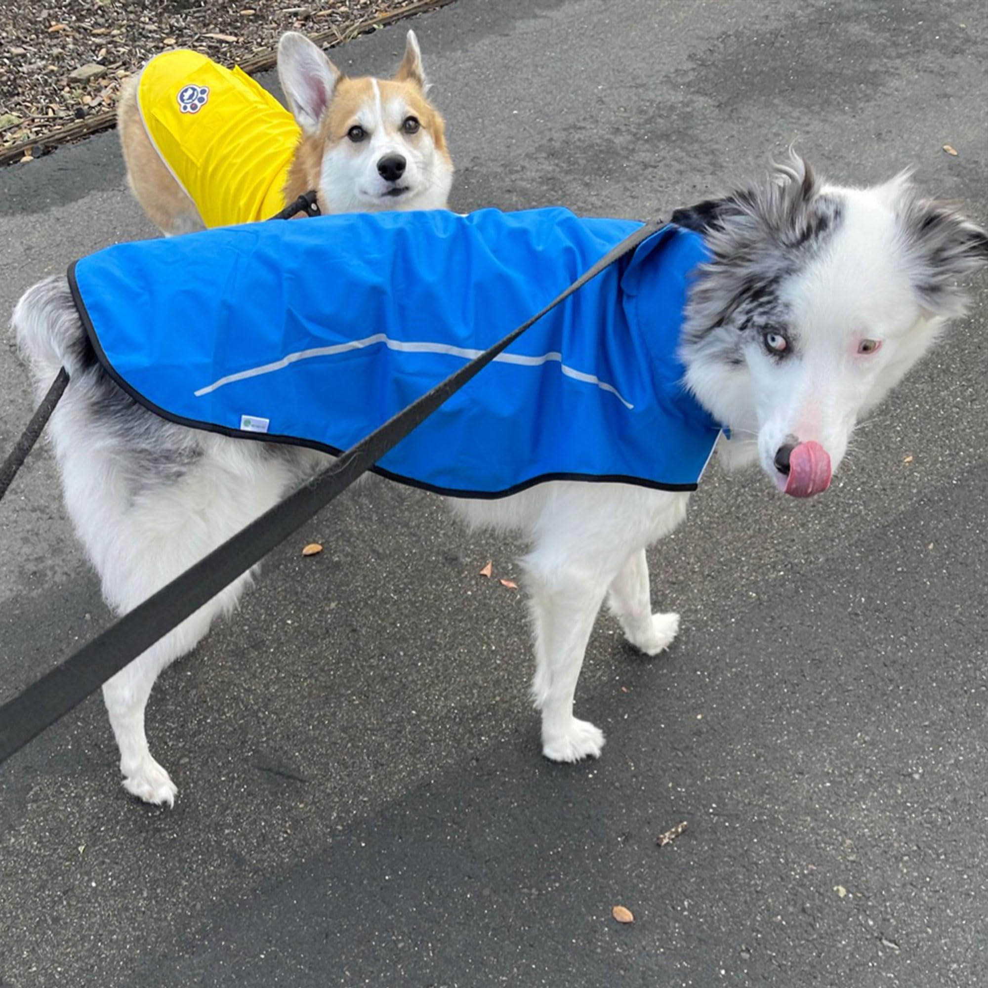 Mile High Life dog raincoat reflective stripe close-up enhances visibility during low light.