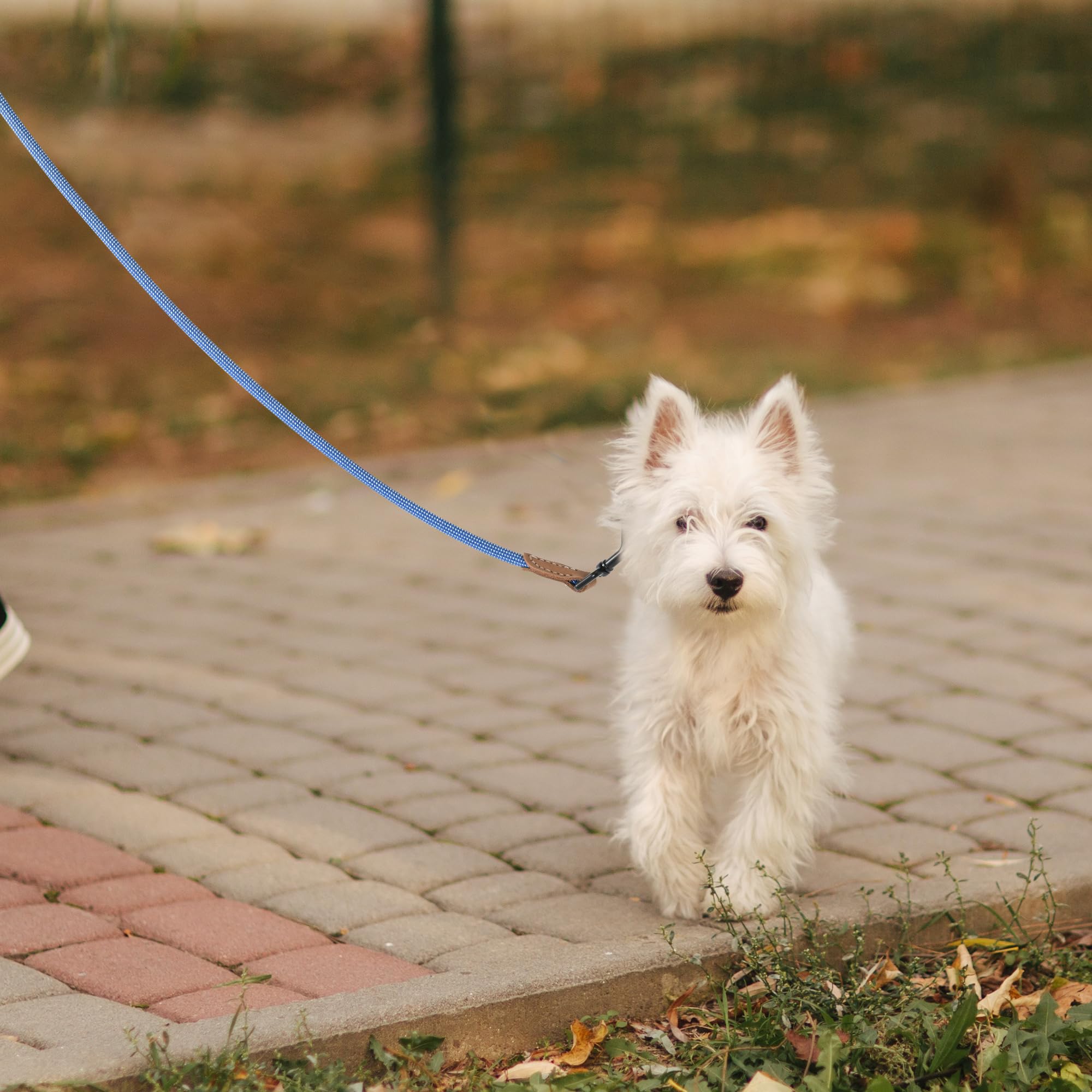 Mile High Life dog-walk scene demonstrates secure, comfortable outdoor use.