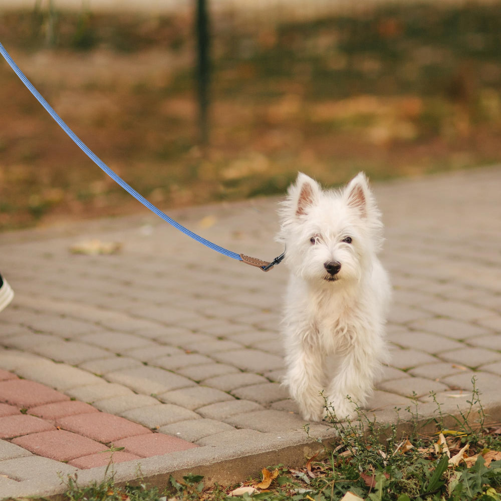 Mile High Life dog-walk scene demonstrates secure, comfortable outdoor use.