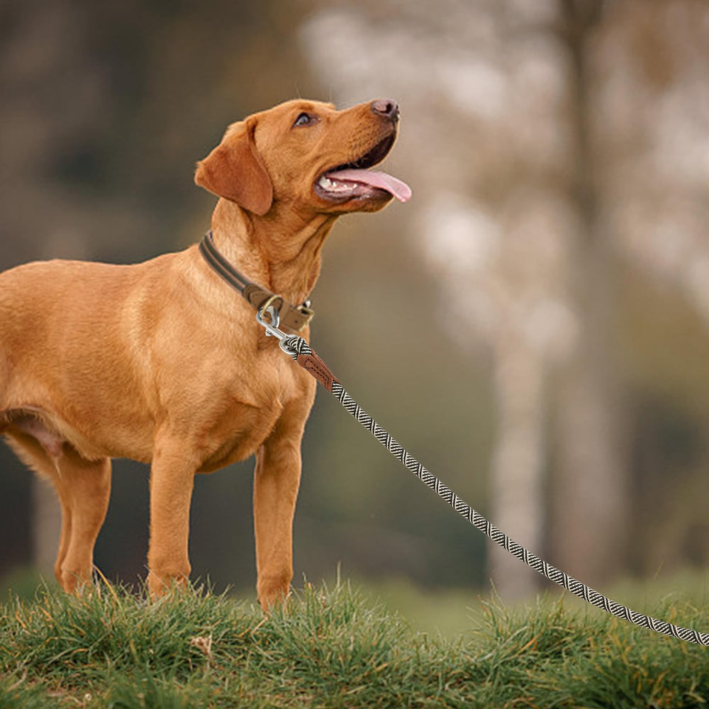 Mile High Life 5ft leash offers balanced freedom and control