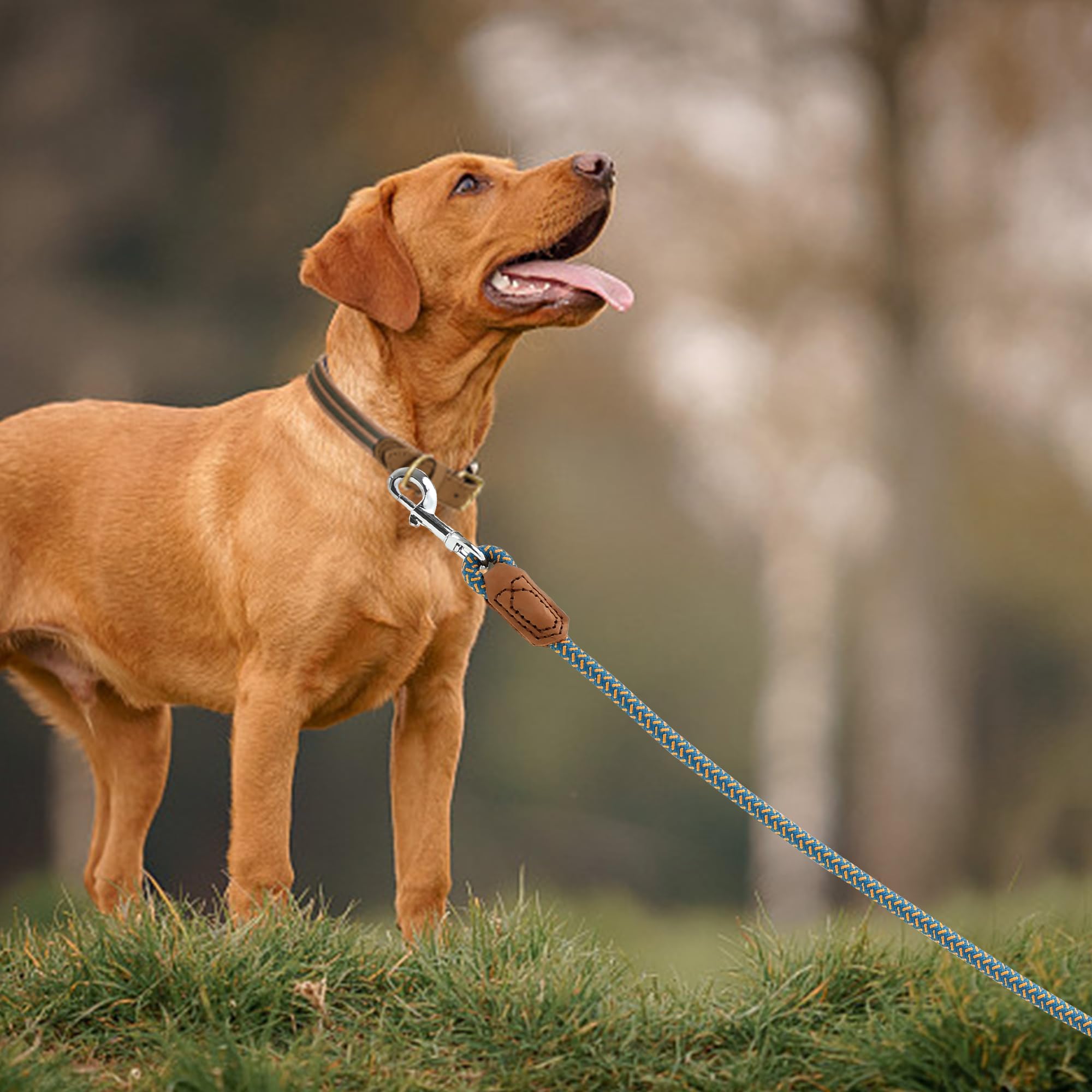 Mile High Life leash length 6ft shows extended reach for training and recall