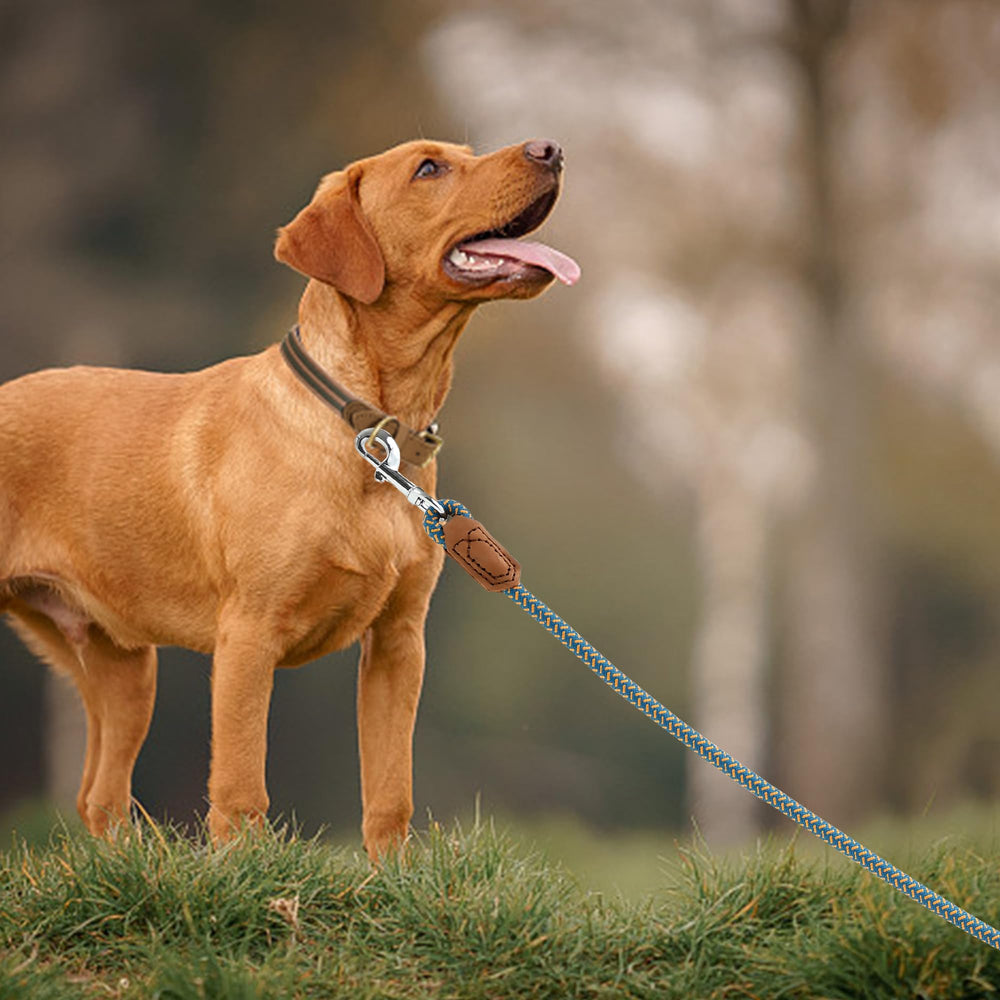 Mile High Life leash length 6ft shows extended reach for training and recall