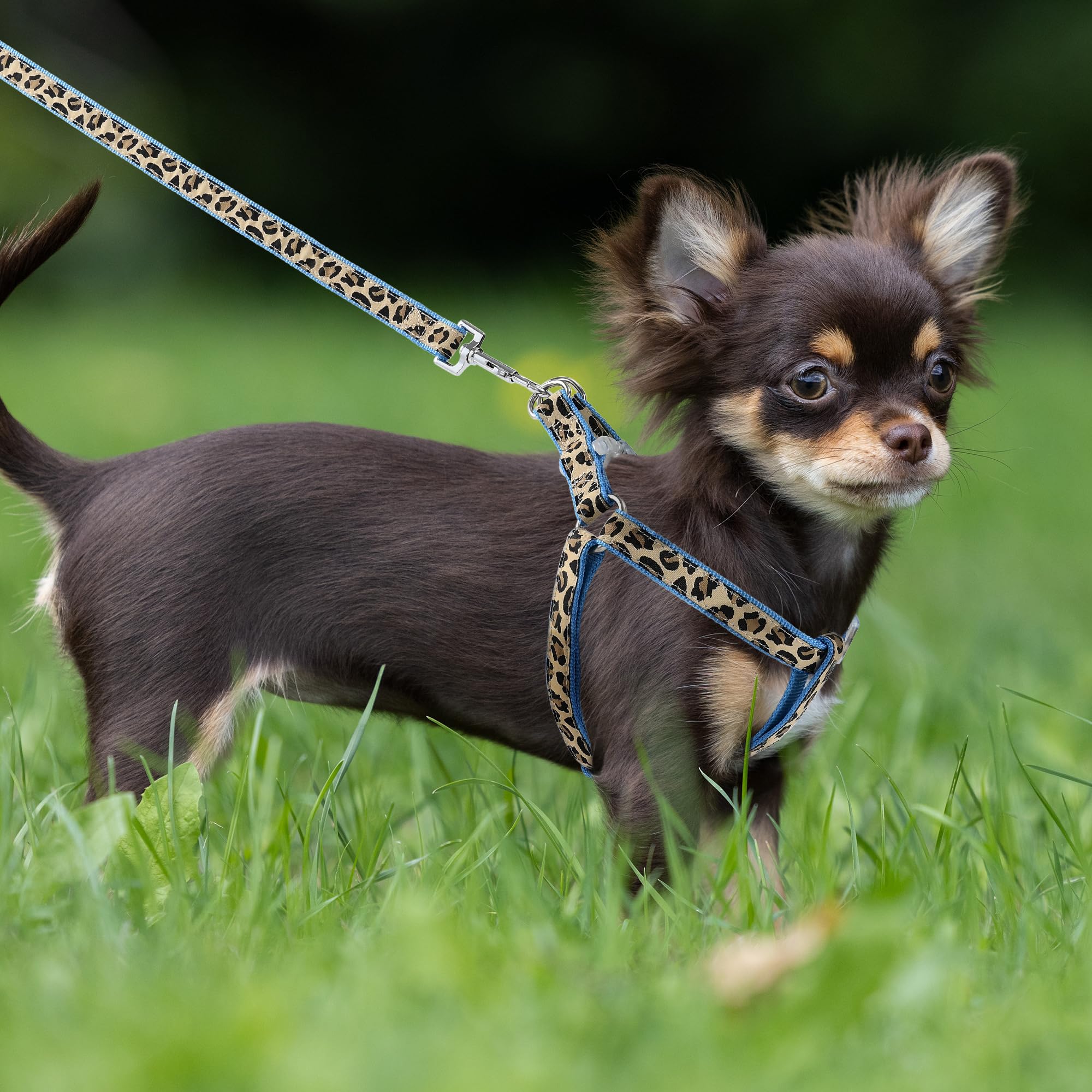 Mile High Life leopard harness blue side view highlights adjustable fit for tiny breeds.