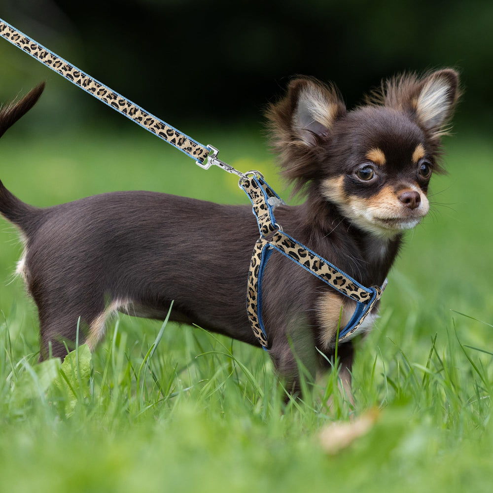 Mile High Life leopard harness blue side view highlights adjustable fit for tiny breeds.