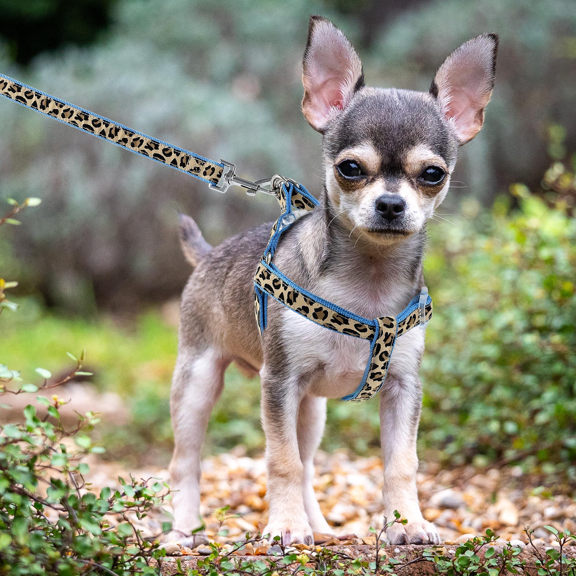 Mile High Life leopard harness blue safety feature closeup.