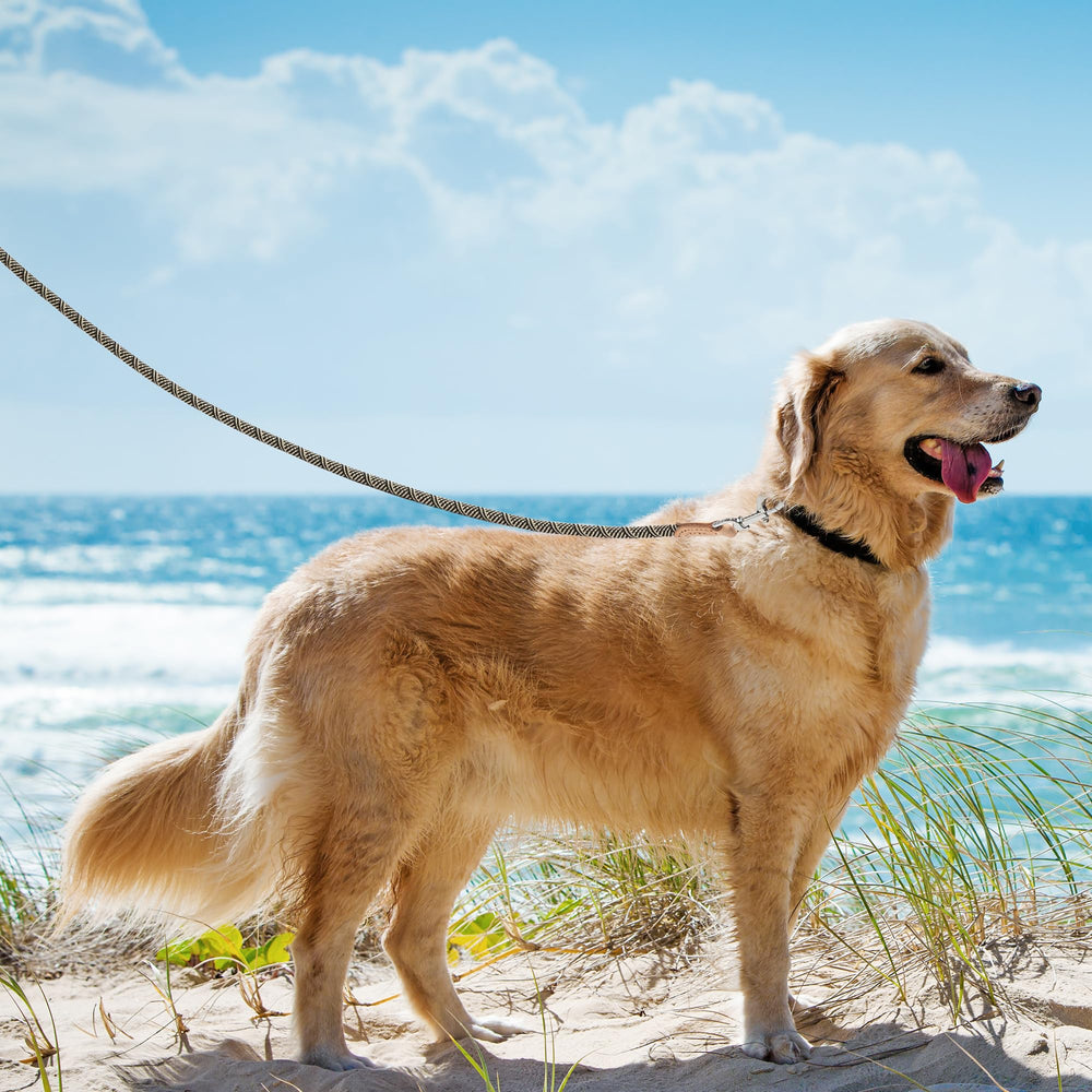 Mile High Life rope leash shows genuine leather connection for secure outdoor use.