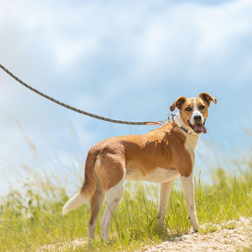 Mile High Life rope leash 4ft length ideal for close-training scenarios.