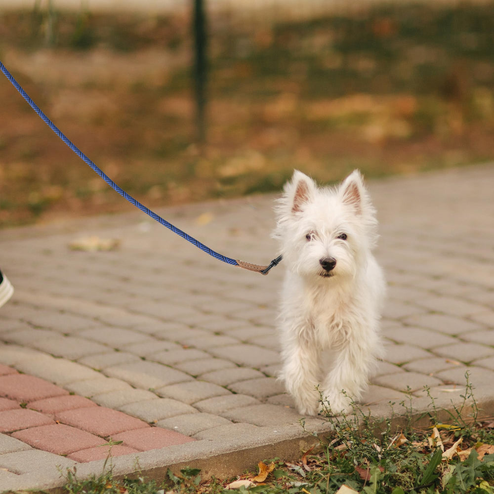 Mile High Life blue leash on puppy during daily strolls