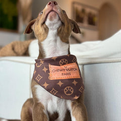 Millionaire Mutt dog model wearing bandana outdoors shows couture-inspired style