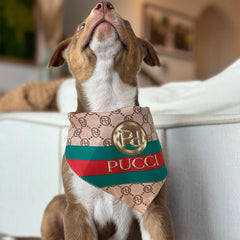 Millionaire Mutt playful vivid colors bandana enhances dog park style and curb appeal.