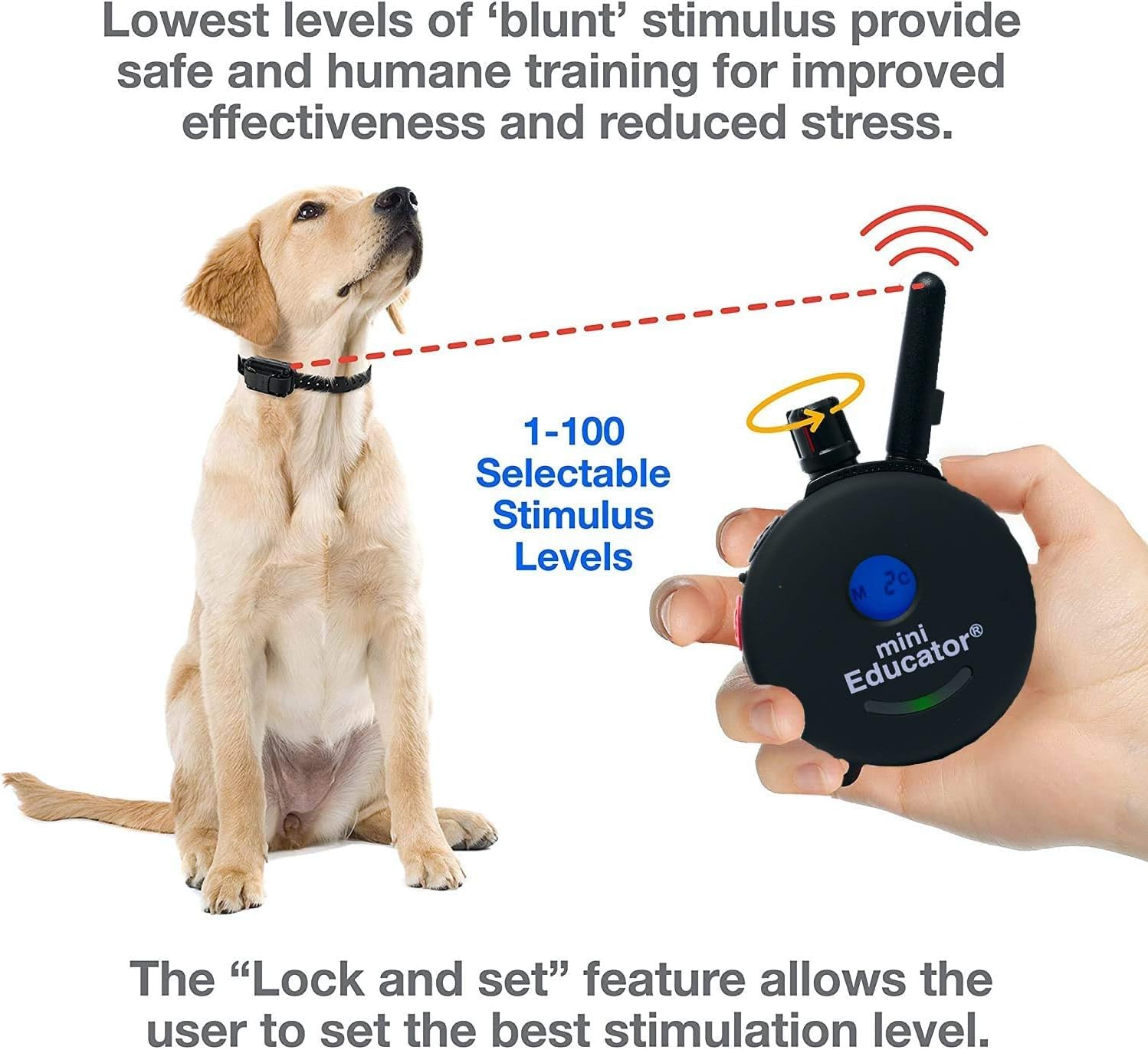 Mini Educator ET-300 biothane collar strap for durable everyday use