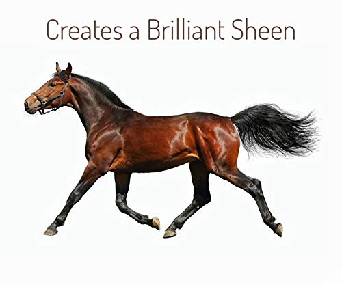 MinkSheen after-bath view shows soft, smooth coat ideal for cuddles.