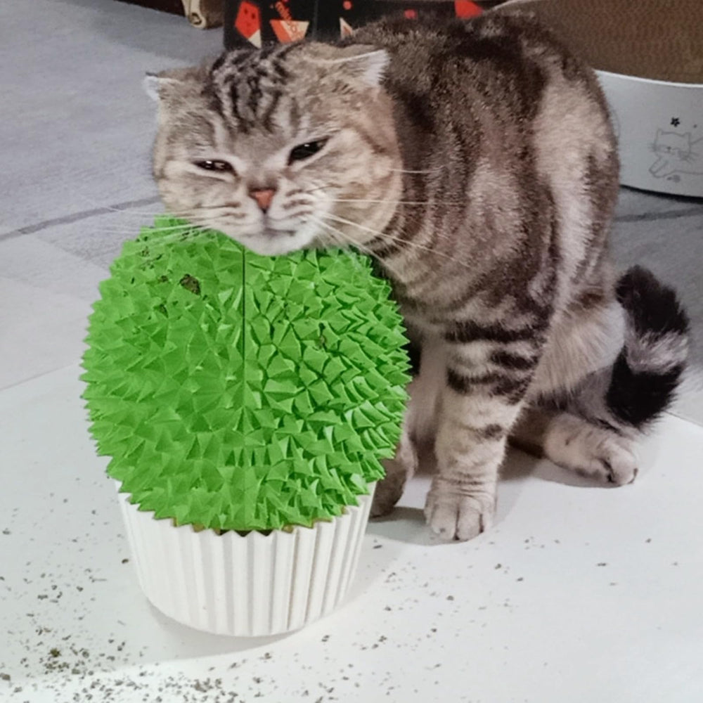 Miwoowim Catnip Feeder cat face scratcher on wall for calm grooming