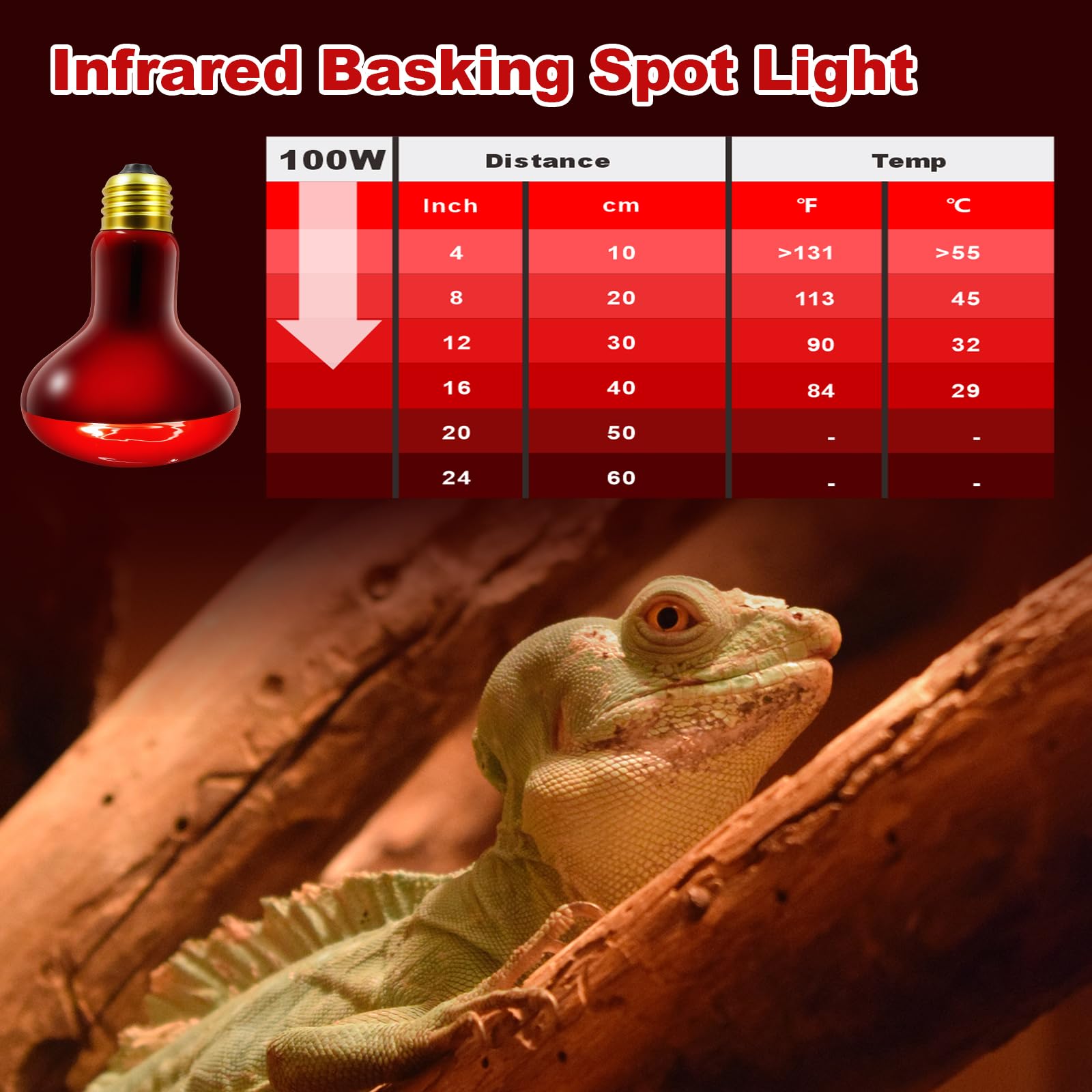 MIXJOY infrared heat lamp bulb terrarium setup with reptiles and amphibians